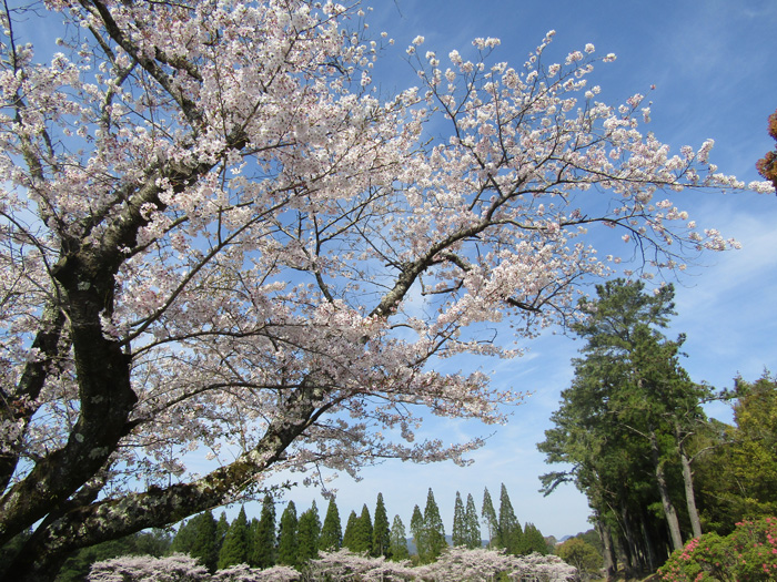 開催の様子